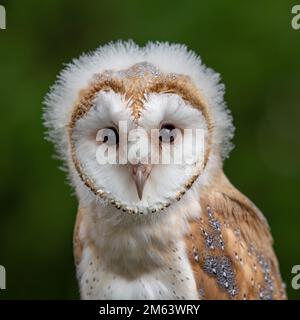 Baby Barn Owl, Juvenile female  ( Tyto Alba ) with fluff and feathers. Wildlife perched in a natural countryside environment Stock Photo