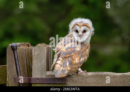 Baby Barn Owl, Juvenile female  ( Tyto Alba ) with fluff and feathers. Wildlife perched in a natural countryside environment Stock Photo