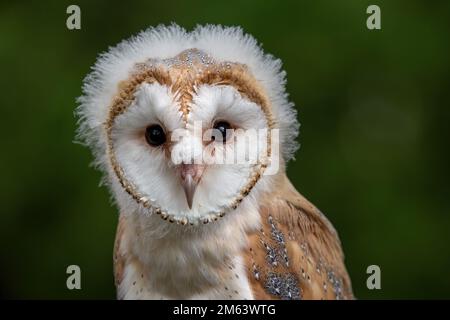 Baby Barn Owl, Juvenile female  ( Tyto Alba ) with fluff and feathers. Wildlife perched in a natural countryside environment Stock Photo