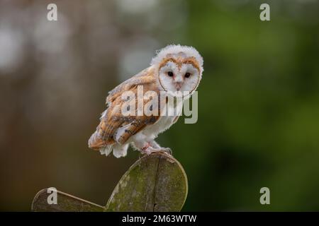 Baby Barn Owl, Juvenile female  ( Tyto Alba ) with fluff and feathers. Wildlife perched in a natural countryside environment Stock Photo