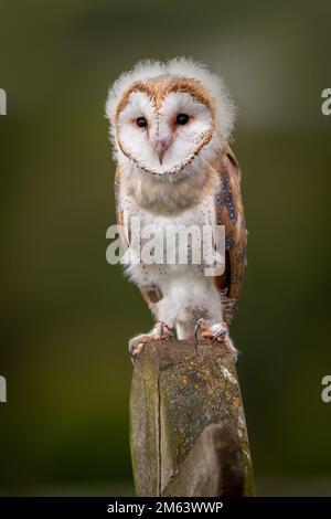 Baby Barn Owl, Juvenile female  ( Tyto Alba ) with fluff and feathers. Wildlife perched in a natural countryside environment Stock Photo