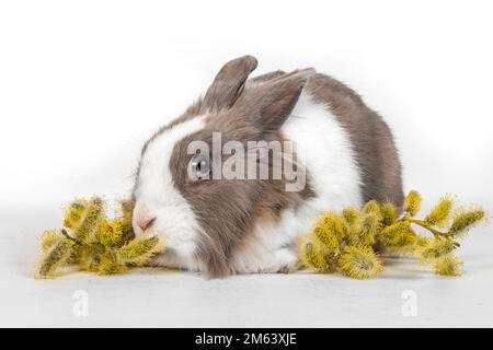 Portrait of a gray rabbit with alder tree flowers on a white background. Pet rabbit sits and looks away Stock Photo