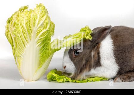 Portrait of a gray rabbit with green cabbage on a white background. Pet rabbit eats cabbage and looks away Stock Photo
