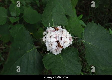 Overhead view of a mature Glory Bower flower (Clerodendrum Chinense) cluster with two dead flowers Stock Photo