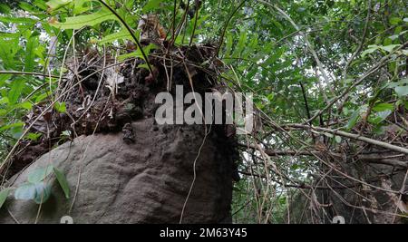 Low angle view of a vertical granite rock with growing fern variety on top. On the side of the rock tiny black ant nests as a large colony Stock Photo