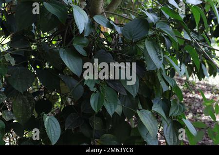 A fully grown Black pepper vine on a supporting tree with black pepper spikes in dark area Stock Photo