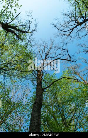 Bottom view of the treetops on a clear spring day Stock Photo