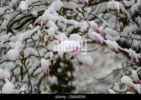 Magnolia buds ( Magnolia ) during sudden weather change with snow Stock Photo