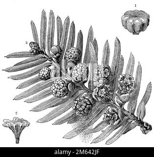 Taxus baccata, common yew, European yew1) an anther with closed pollen receptacles, 2) an anther with opened and emptied pollen receptacles, 3) a twig with pollen spraying from its lower flowers, Taxus baccata,  (botany book, 1905), Eibe, 1) eine Anthere mit geschlossenen Pollenbehältern, 2) eine Anthere mit geöffneten und entleerten Pollenbehältern, 3) ein Zweig, aus dessen unteren Blüten der Pollen ausstäubt, L’if commun, if, if à baies1) un anthère avec des réceptacles de pollen fermés, 2) un anthère avec des réceptacles de pollen ouverts et vides, 3) une branche dont les fleurs inférieures Stock Photo
