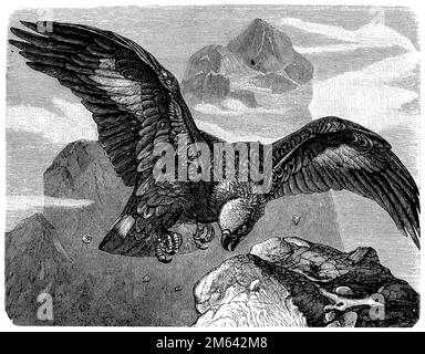 golden eagle, Aquila chrysaetos,  (encyclopedia, 1898), Steinadler, L'Aigle royal Stock Photo