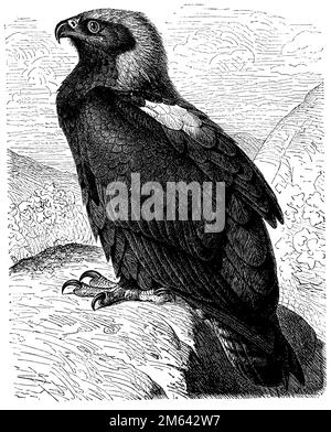 golden eagle, Aquila chrysaetos,  (encyclopedia, 1885), Steinadler, L'Aigle royal Stock Photo