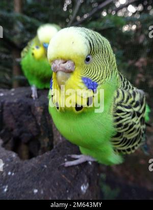 Female parakeet looking into the camera. Her partner is sitting behind her. Stock Photo