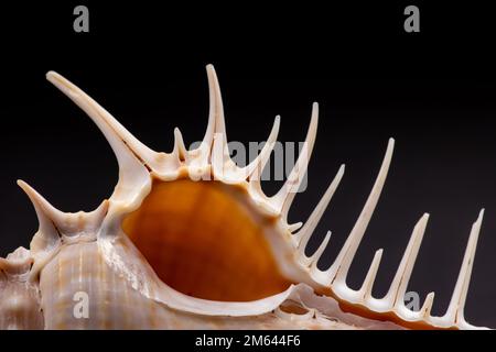 Seashell spikes on a black background. Stock Photo