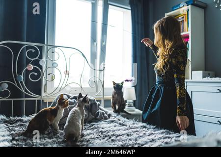Woman playing with three Devon Rex cats on a bed. High quality photo Stock Photo