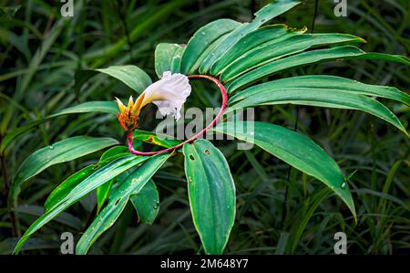Beautiful blooming wild spiral ginger crepe flower with handkerchief-like petal. Stock Photo