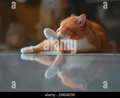 Ginger cat grooming itself on the floor in a cosy atmosphere. Stock Photo