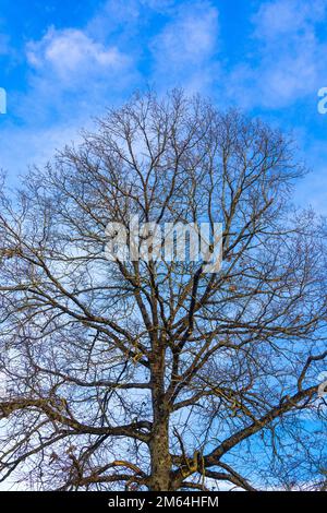 Oak tree in winter against blue sky - France. Stock Photo