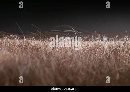 Human skin with hair on black background. Goose bumps. Stock Photo