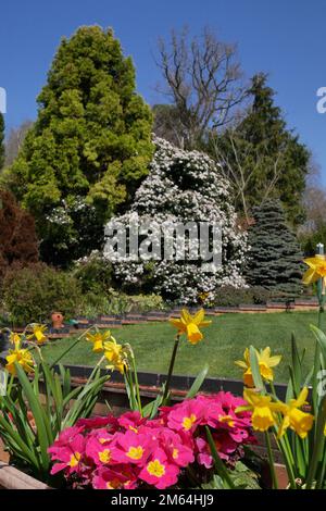 Melody Jane Dollhouse Garden Flowers - 1:12 Scale Daffodils & Polyanthus In Grass Base (2.875 Inches) - View #11