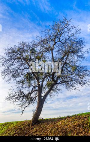 Bunches of European Mistletoe (Viscum album) in old wild Apple tree (Malus) - France. Stock Photo