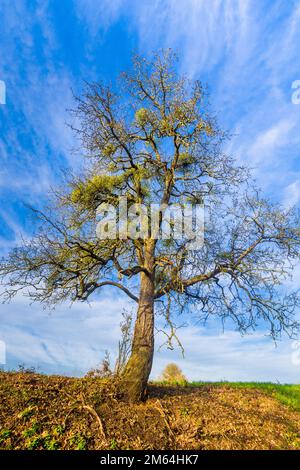 Bunches of European Mistletoe (Viscum album) in old wild Apple tree (Malus) - France. Stock Photo