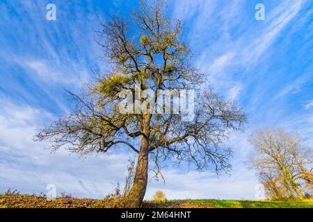Bunches of European Mistletoe (Viscum album) in old wild Apple tree (Malus) - France. Stock Photo