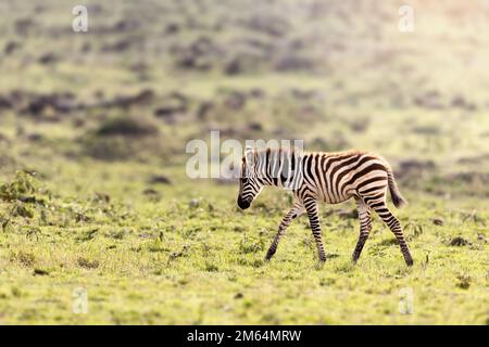 Young zebra foal, equus quagga, walking through the grasslands of the Masai Mara, Kenya, in eaarly morning sunlight. Stock Photo