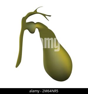 Gallbladder of human . Hepatobiliary system . Realistic design . Isolated . Vector illustration . Stock Vector