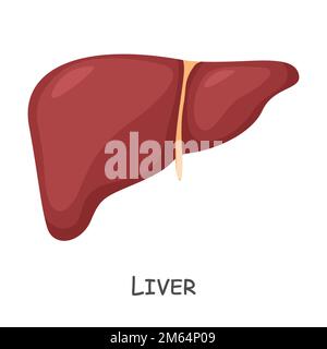 Liver of human . Cartoon design . Isolated . Vector . Stock Vector