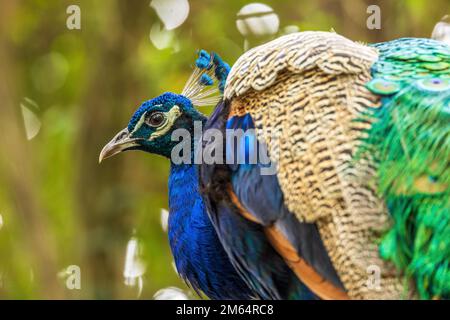 Blue peacocks are among the largest of all birds that fly. Stock Photo