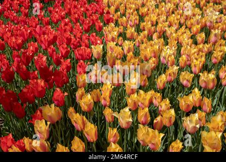 Yellow and red tulips in park Stock Photo