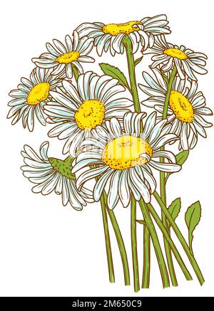 Colored page of coloring for adult. Bouquet of meadow flowers. Contour illustration of chamomile flowers Stock Vector