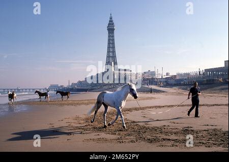 Circus horses exercising on Blackpool Beach 1984 Stock Photo