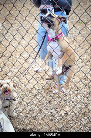 Gracie jumps for joy as the winner of the Most Lovable is announced during the April Foolish Dog Show held at the Fort Jackson Dog Park. Gracie’s mom was a judge during the competition and brought her along to socialize with other dogs and people, an important learned skill for a five month old puppy. Gracie was among six puppies to attend and romp around the park during the April 2, 2022, show. Stock Photo