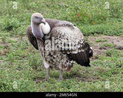 Vulture in the savannah Tanzania East Africa Stock Photo