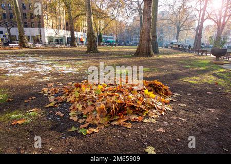 A pile of swept leaves in the snow in Berkeley Square, London Stock Photo