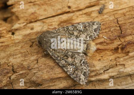 Detailed closeup on a nutmeg or clover cutworm owlet moth, Hadula or Anarta trifolii sitting on wood with open wings Stock Photo