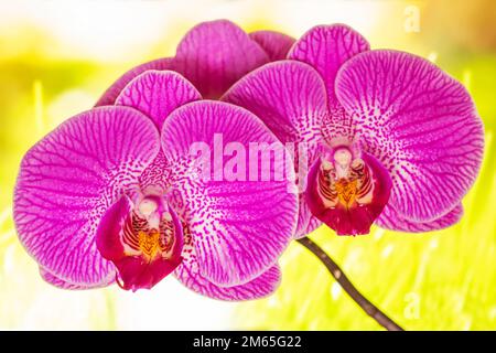 Pink Phalaenopsis or Moth dendrobium Orchid flover. Background Orchid. Stock Photo