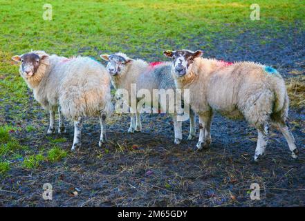 Three handsome sheep in the meadow, Downham, Clitheroe, Lancashire, United Kingdom, Europe Stock Photo