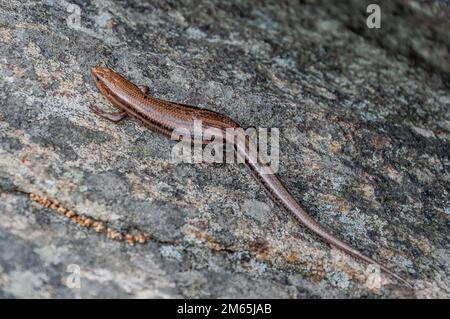 Salamander Basking in the Sun, Shenandoah National Park Virginia USA, Virginia Stock Photo