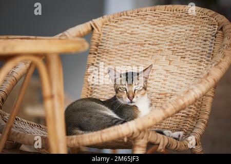 Cute tabby cat lying comfortably on wicker chair looking at camera. Domestic life with pets. Stock Photo