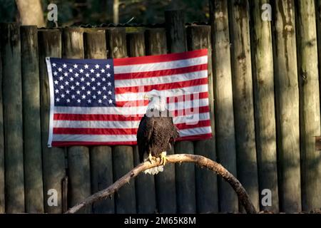American Bald Eagle In Front Of The American Flag Stock Photo