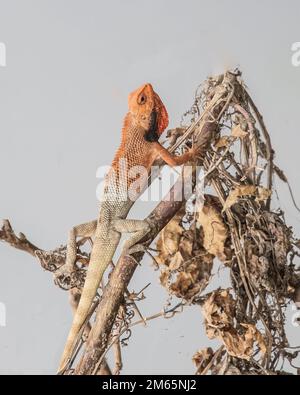 A chameleon on a dry tree Stock Photo