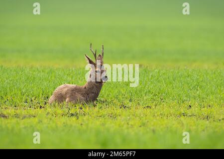 Roe deer lying on green field in springtime nature Stock Photo
