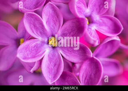 Lilac flowers. Syringa vulgaris. Lilac flower with six petals close up. Stock Photo