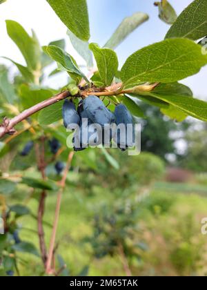 Ripe honeysuckle berries on green branches on a bush. High quality photo Stock Photo