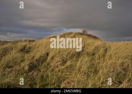 Sand dunes on the beach in Ynyslas at the Dyfi estuary, near Borth and Aberystwyth, Ceredigion,Wales,UK Stock Photo