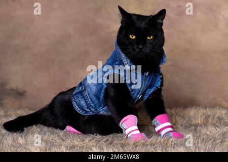 black-cat-in-blue-jean-jacket-