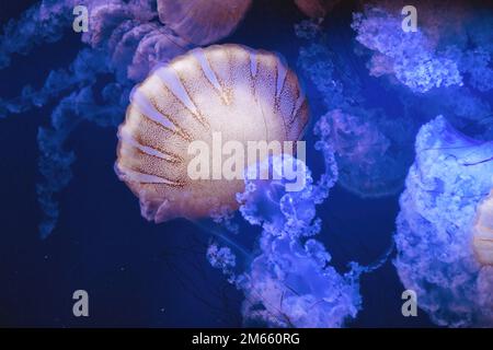 Close-up of a swarm of Chrysaora plocamia jellyfish, commonly known as South American sea nettle Stock Photo