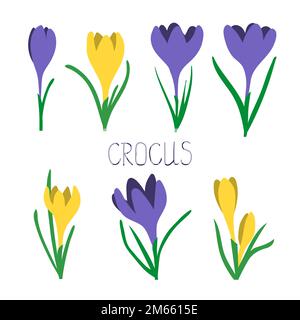 Vector set of yellow and purple crocus flowers isolated on white. Stock Vector